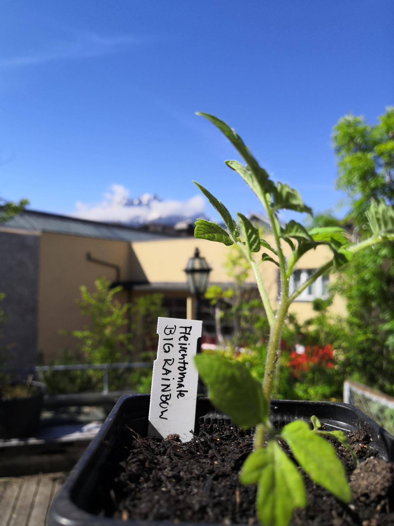 Ein Tomatensetzling von nahe fotografiert.