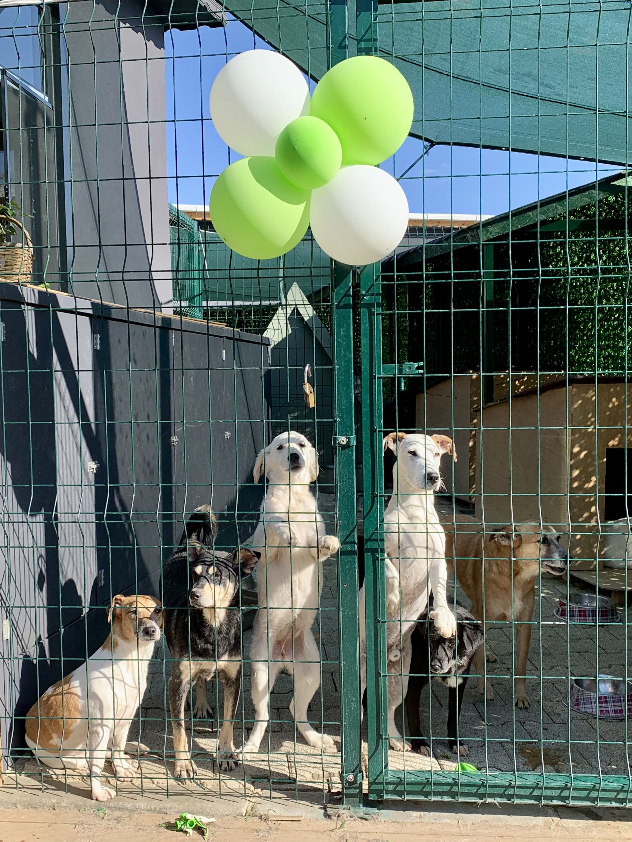 5 Hunde sitzen und stehen hinter einem grünen Gitter. AM Gitter sind 5 Ballone befestigt (2 weiss, 3 grün). Es wirkt wie ein Hundezwinger.